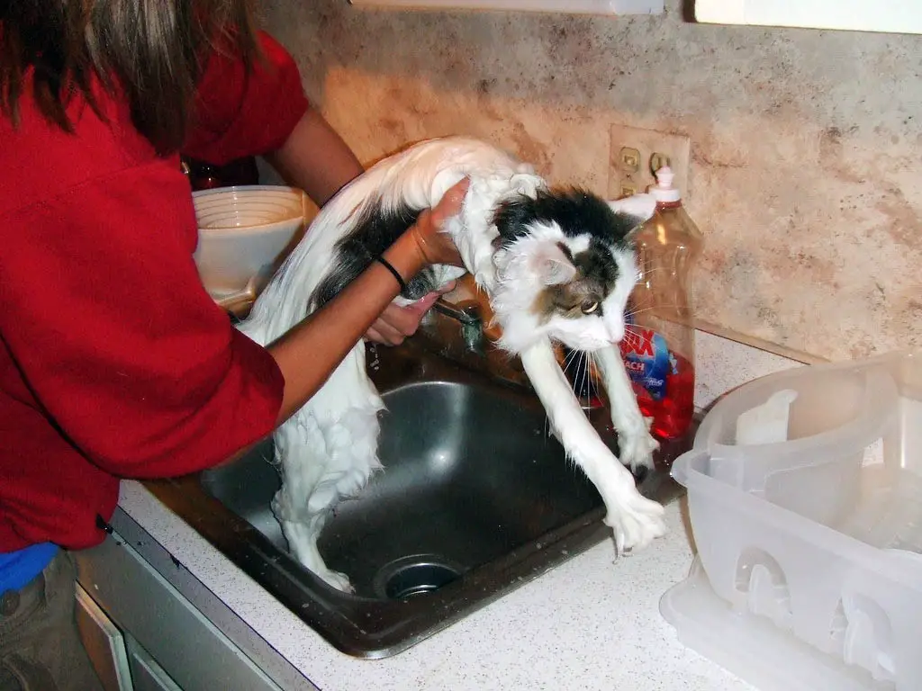 Cats Taking a Bath