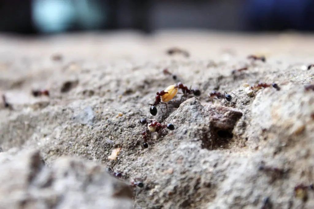 Does Dish Soap Kills Fire Ants