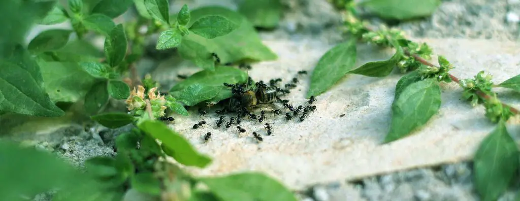 Outside Ants
