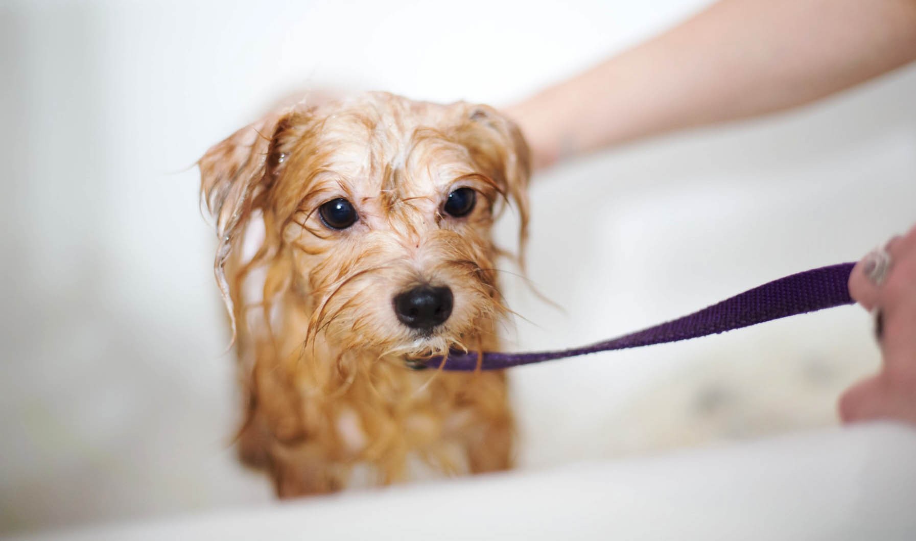 Is Dove Body Wash Safe For Dogs?