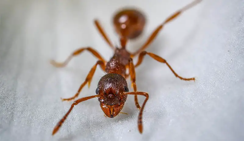Ants On Toothbrush Indicate Diabetes