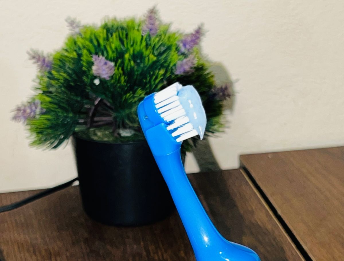 9 Effective Ways To Protect Toothbrush From Bugs