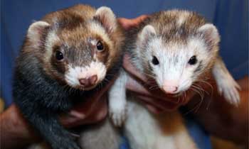 Can You Use Dog Shampoo To Clean Ferrets?